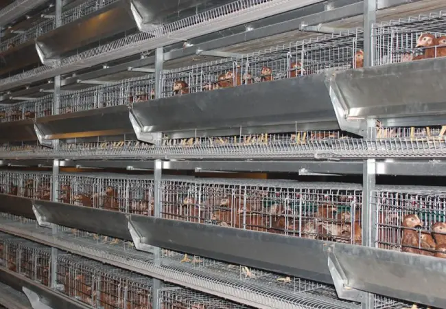 Poultry Housing & Equipment