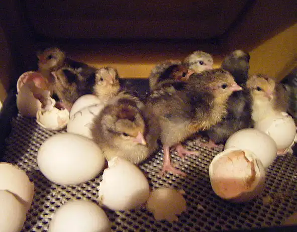 Improved Kienyeji Chicks