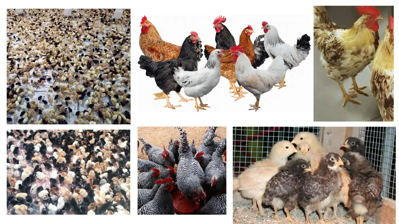 Improved kienyeji chicks