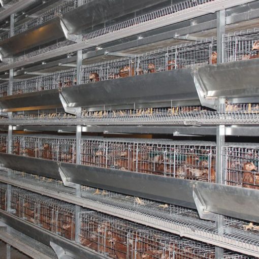Bird-Cages