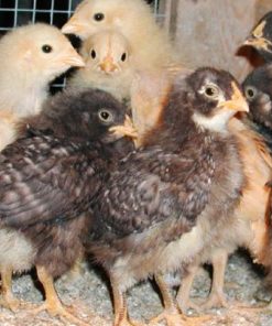 Improved Chicks 1 Week Old (minimum order 100 Chicks)