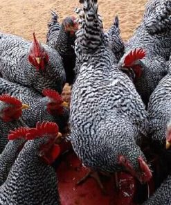 Improved Chicks 2 Week Old (minimum order 100 Chicks)