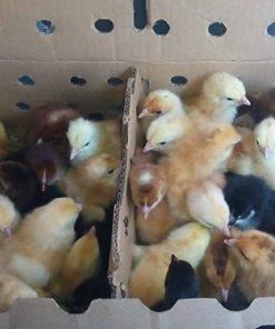 Alternative view of Improved Chicks 1 Week Old (minimum order 100 Chicks)