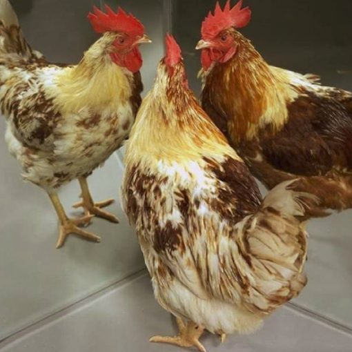 Day old-chicks-3