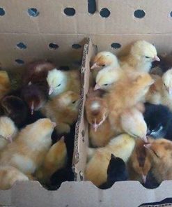 Improved Chicks 3 Days Old (minimum order 100 Chicks)